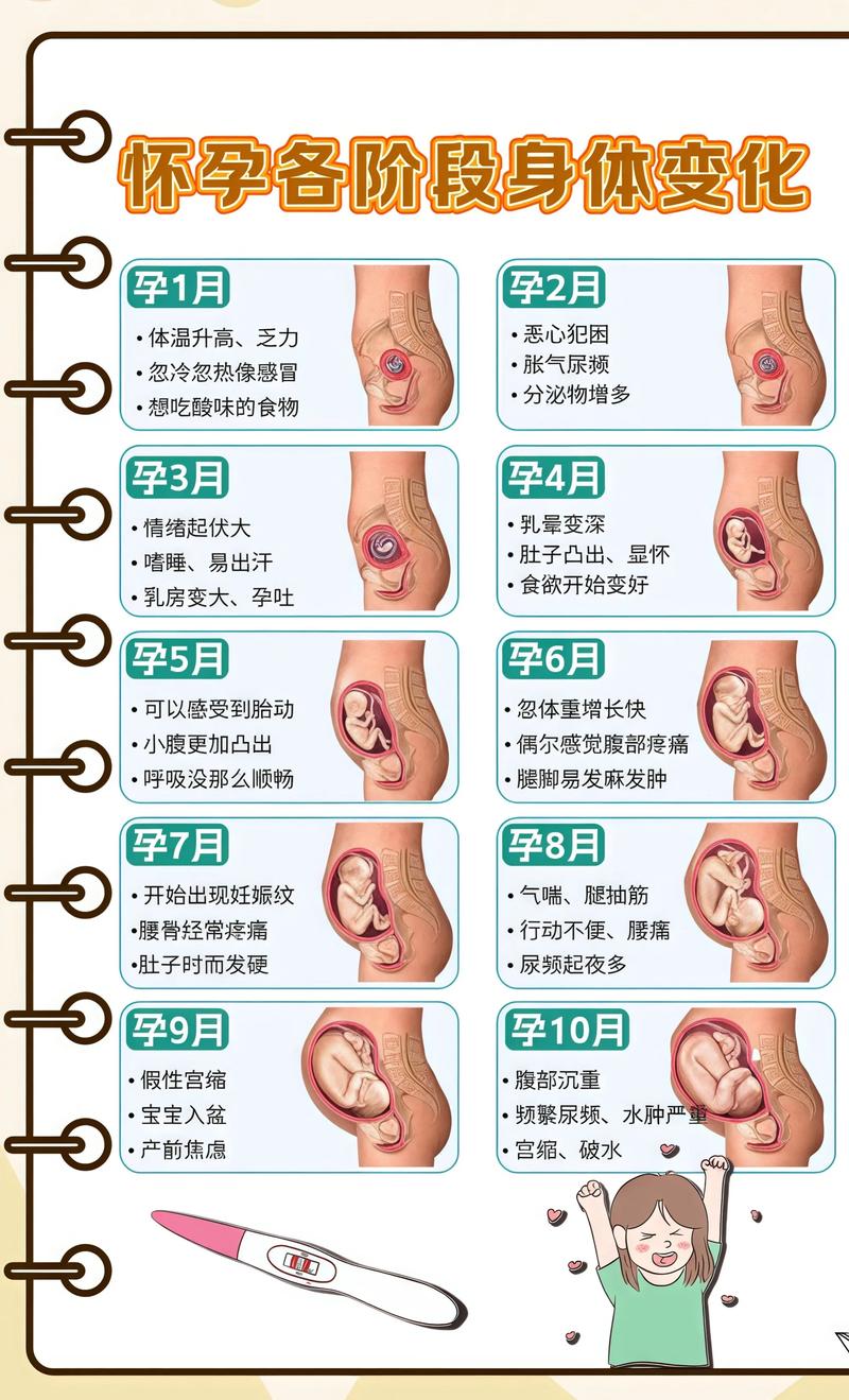 揭秘供卵代孕妈妈怀孕小腹分两节，孕期变化的奥秘青岛代生机构: